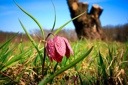 Grass green pink photo