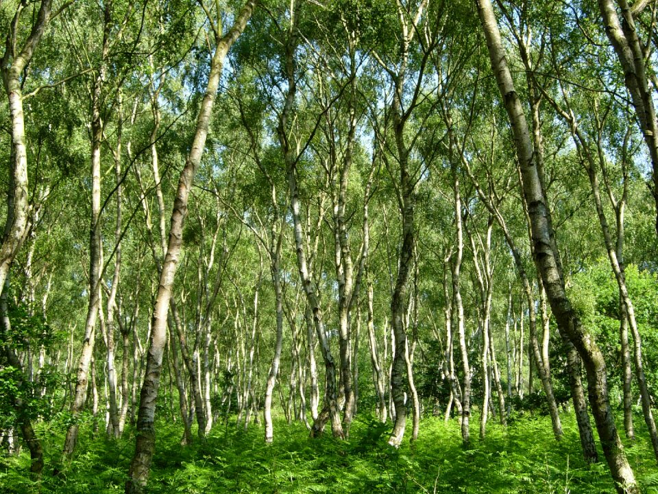 Forest sherwood england