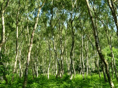 Forest sherwood england photo