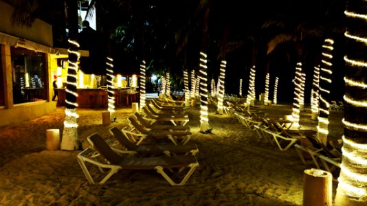 Festive Coconut Trees