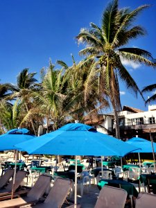 Pick One (a Chair or a Coconut)