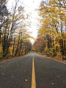 Road fall tree