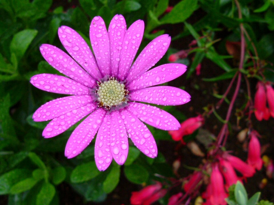 Flower spring nature