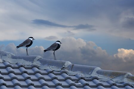 Winter sky cloud