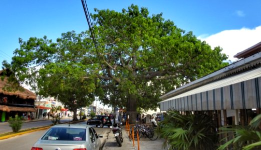 That's a Big Tree!