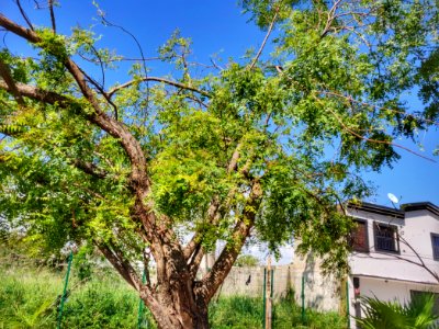 Jay Spotted a 'Neem' Tree Here