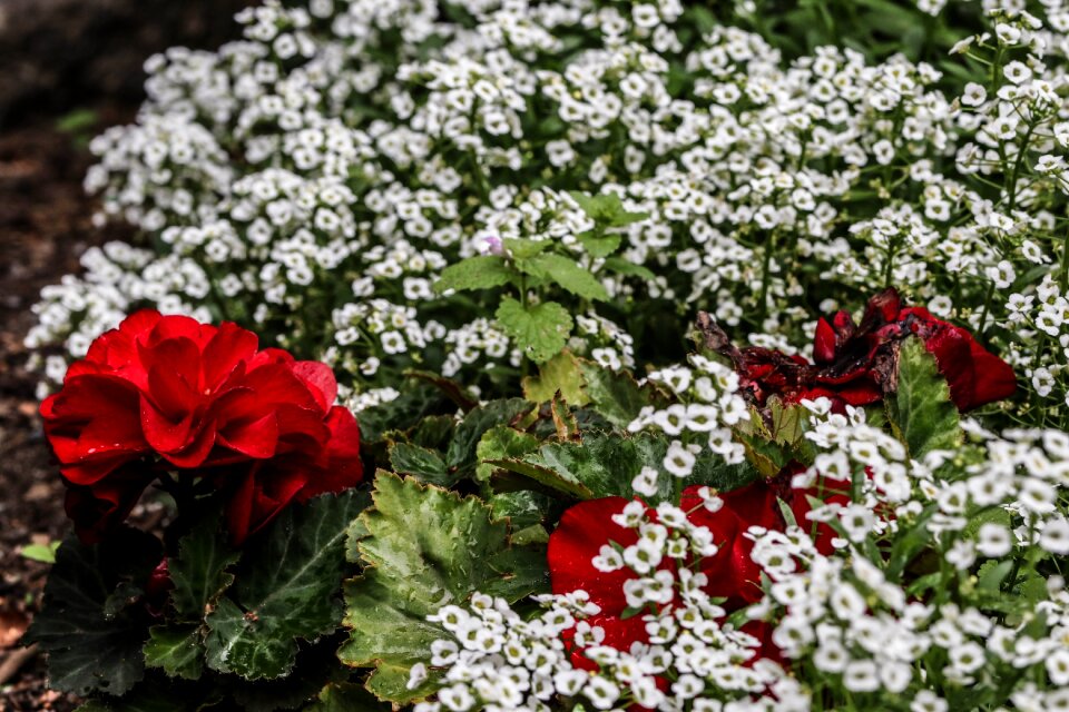 White macro garden flower