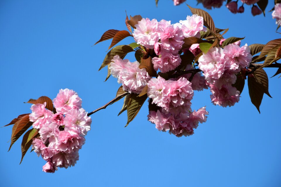 Nature cherry leaves