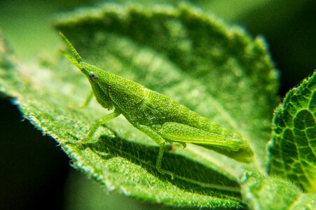 Insects macro macro photography
