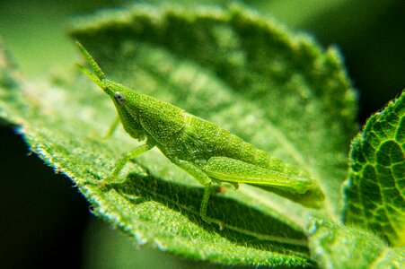 Insects macro macro photography photo