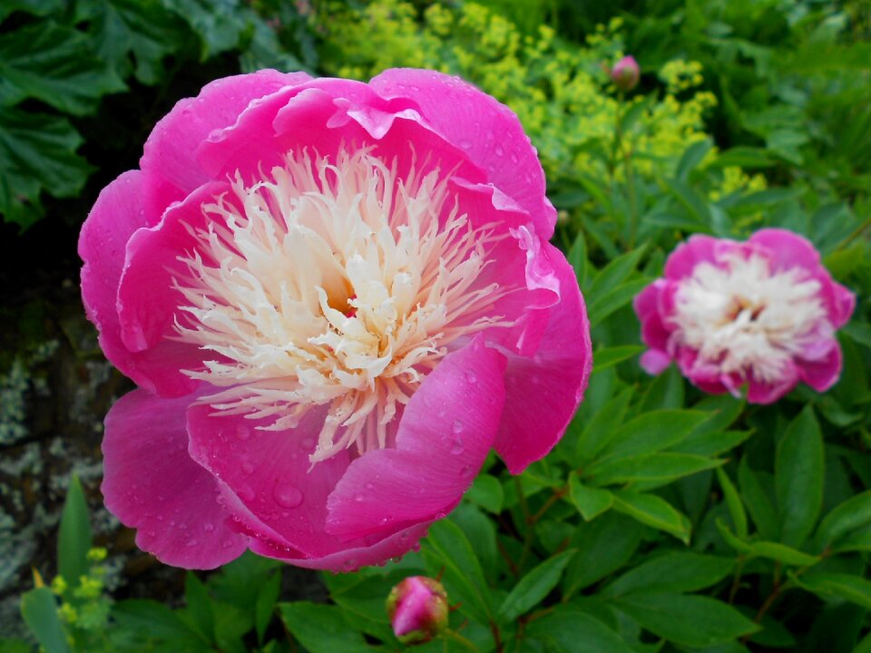 English garden floral