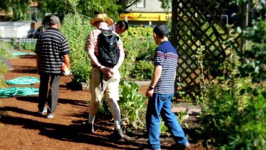 In the Community Gardens