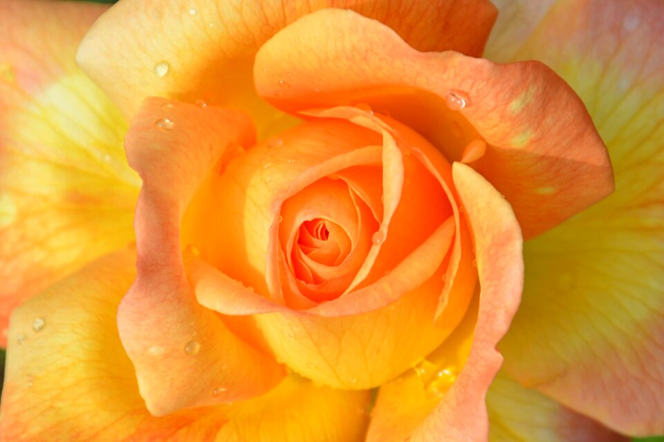 Blooming chichewa live vivid color