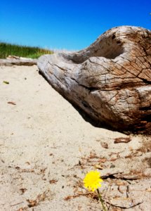 Wreck Beach Tuesday