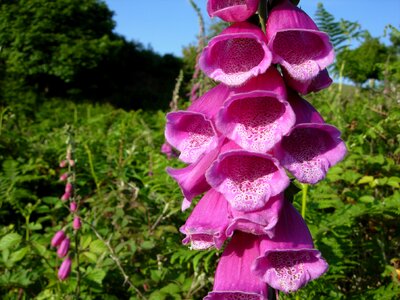 Summer plant pink photo