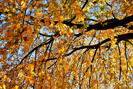 Crown autumn branches photo