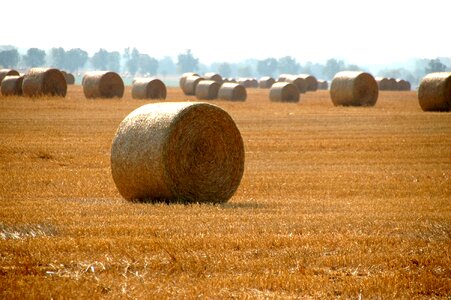 Crop farm day photo