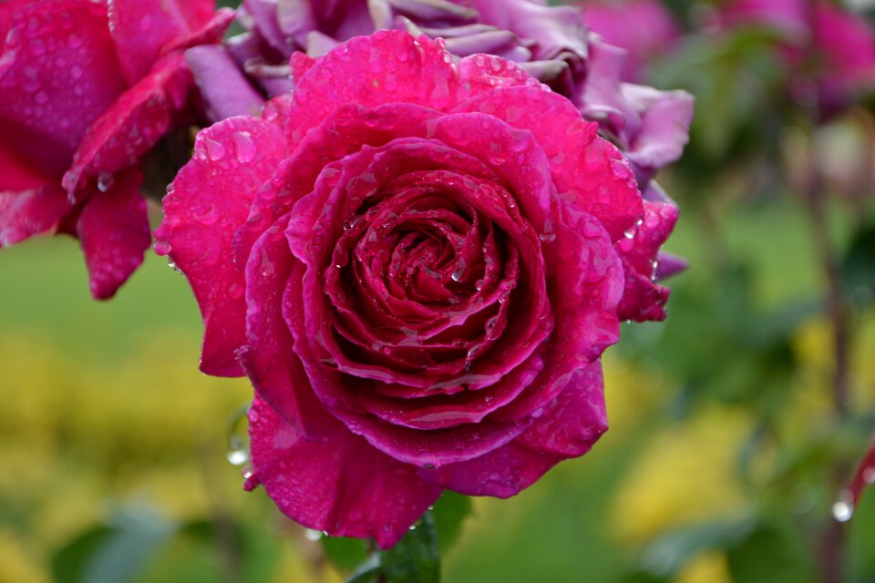 Petals nature garden