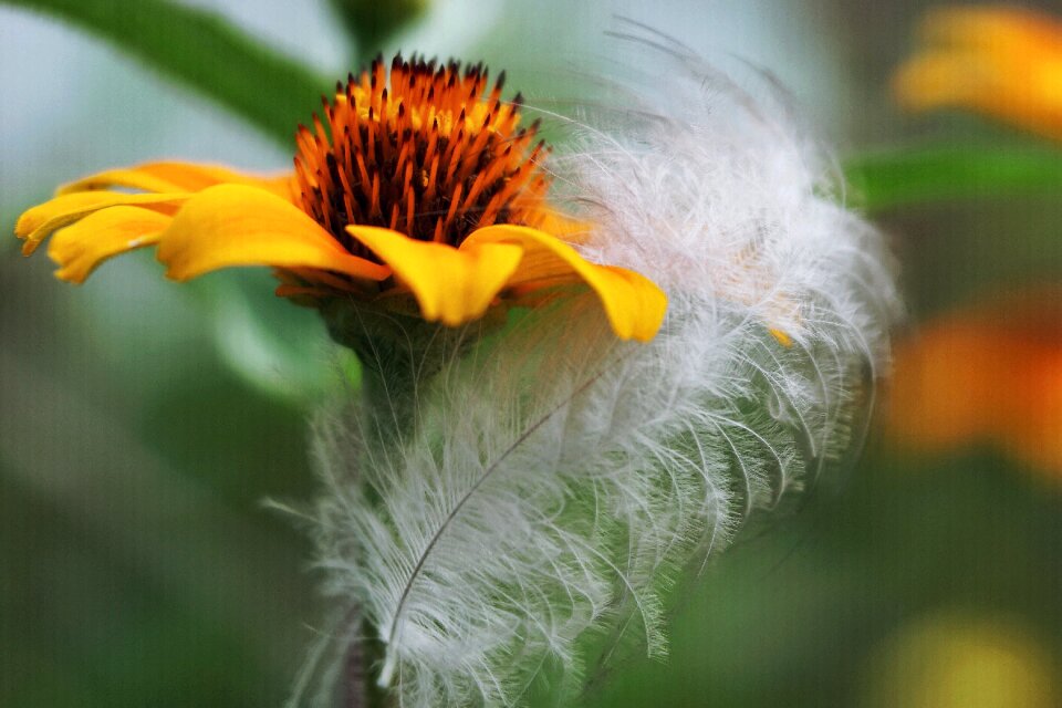 Blossom bloom plant