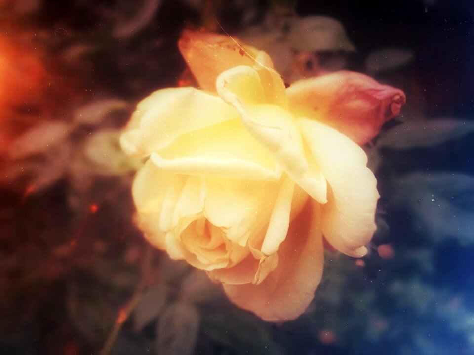 White rose flower
