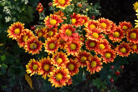 Garden summer chichewa live