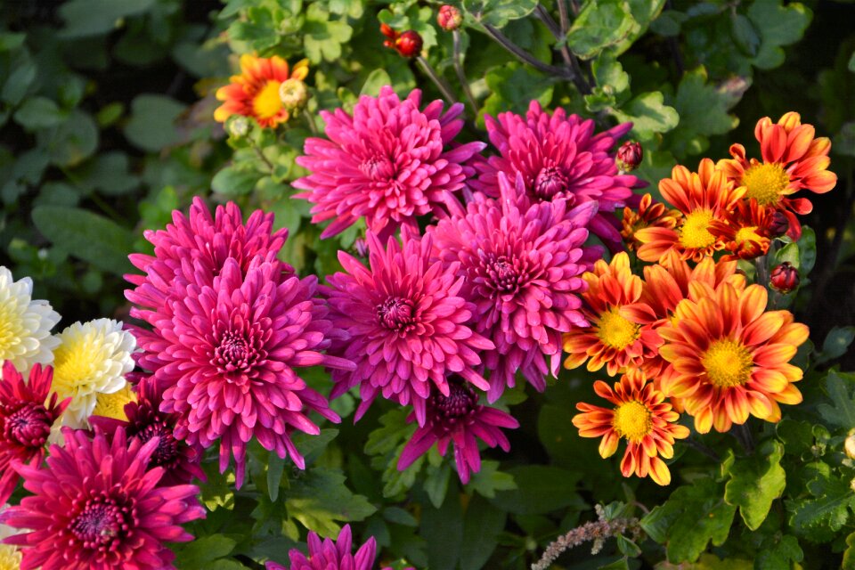 Garden summer chichewa live