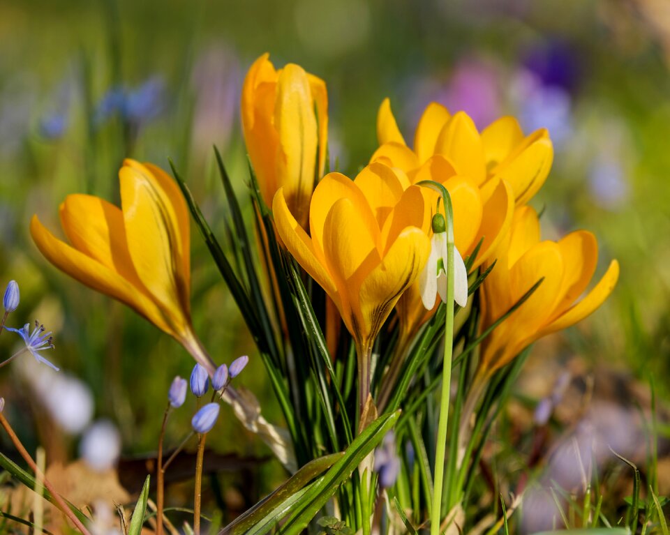 Yellow plant spring flower
