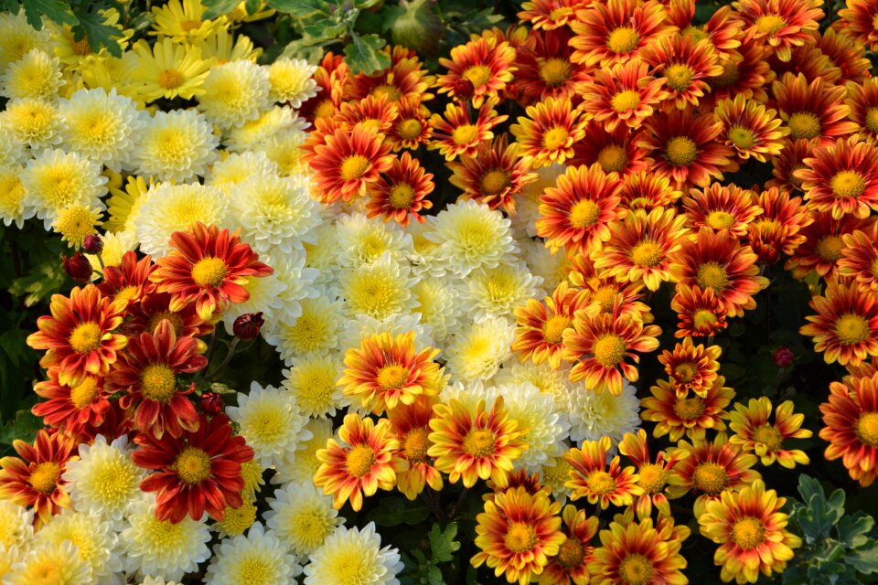 Garden summer chichewa live