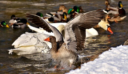 Landing water bird animal world