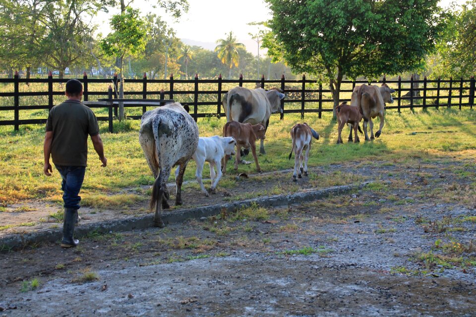 Livestock animal prairie photo