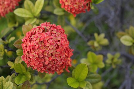 Tropical flowers nature floral