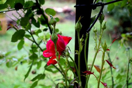 Floral blossom petal photo