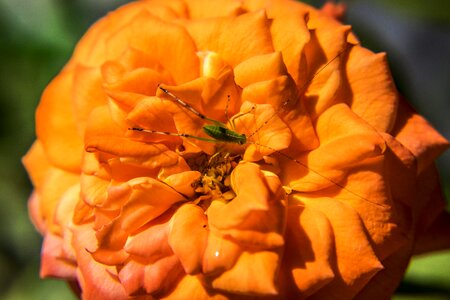 Flora leaf orange leaf photo