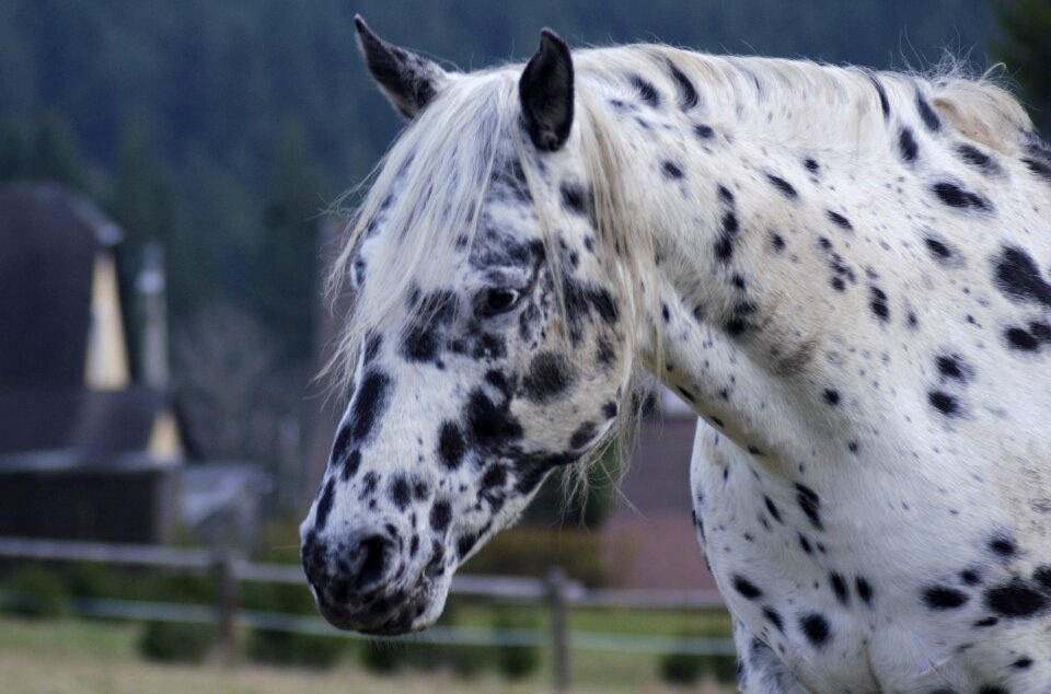 Horse outdoors nature
