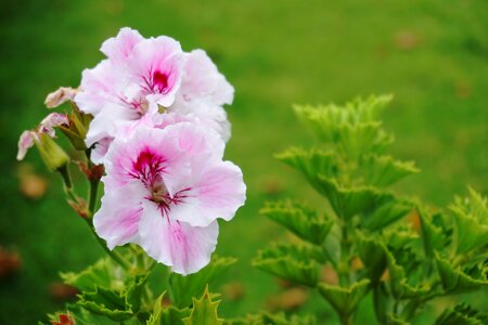 Flora nature spring