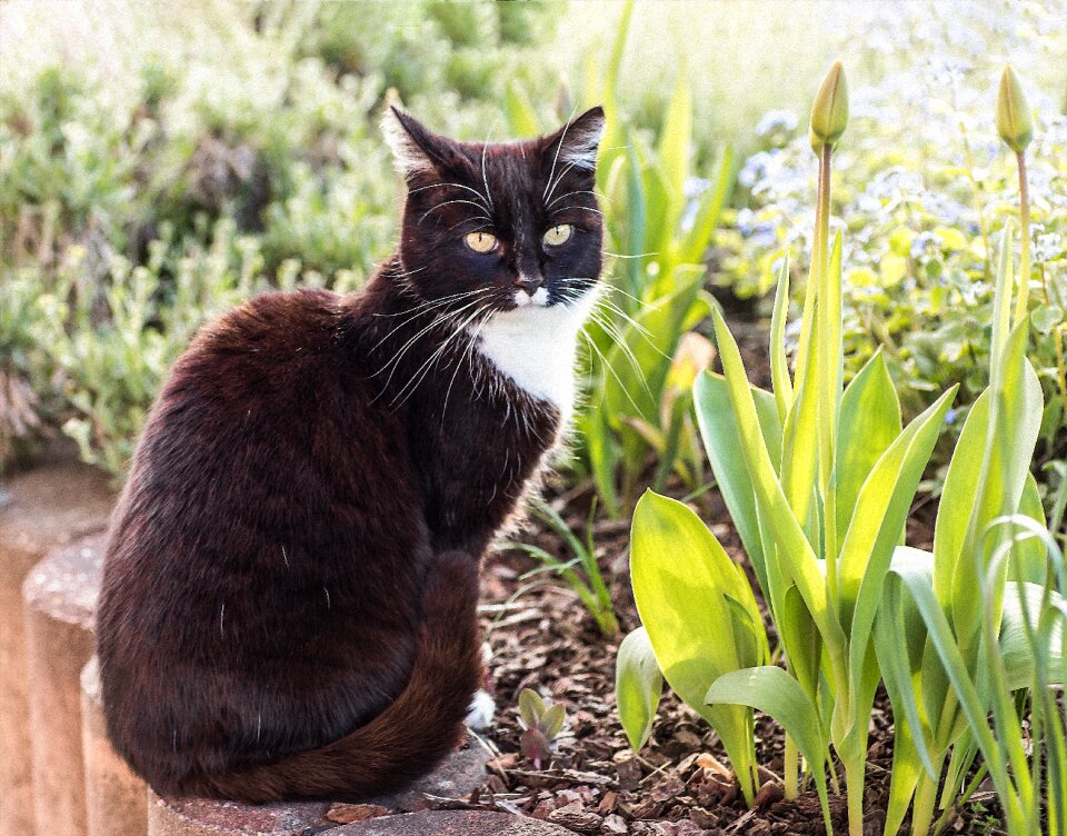 Spring tulips animal