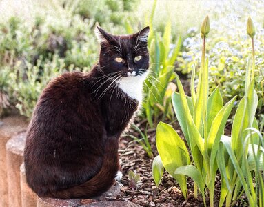 Spring tulips animal