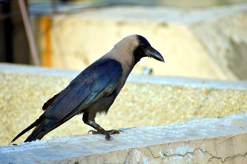 House crow bird raptor
