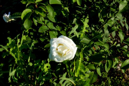 P2660990