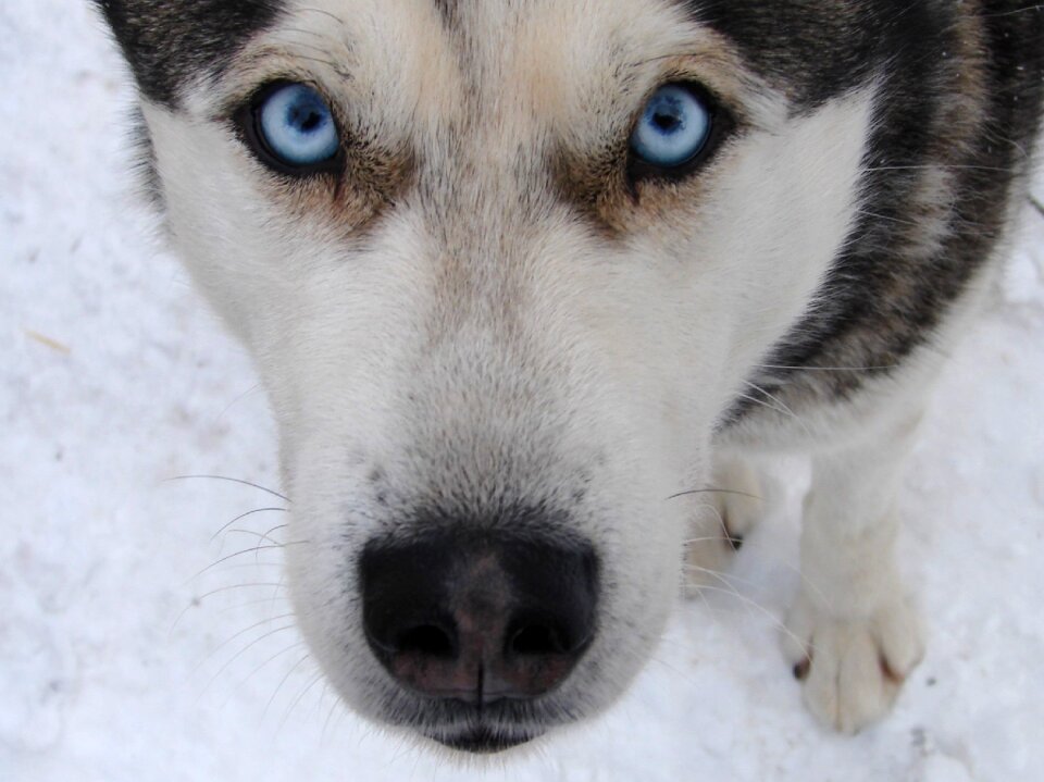 Dog animal blue eyes