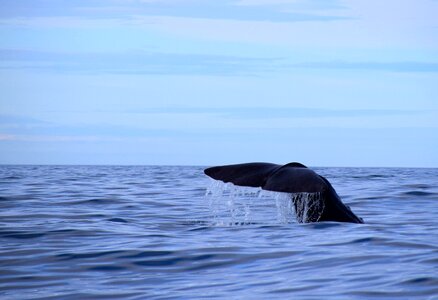 Wal fin marine mammals photo