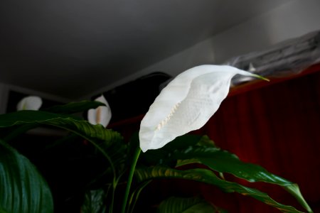 P2660299