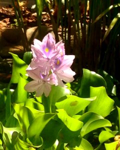 Water Hyacinth photo