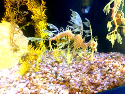 Sea Horse photo