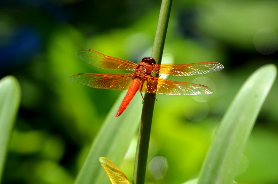 Flame Skimmer Dragonfly