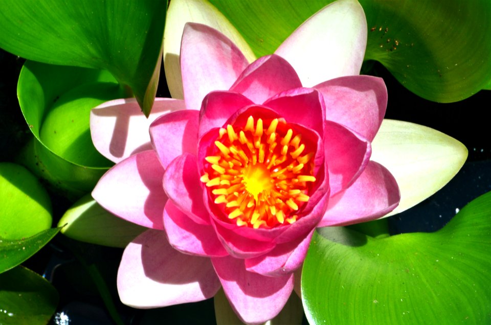 Pond Lily photo