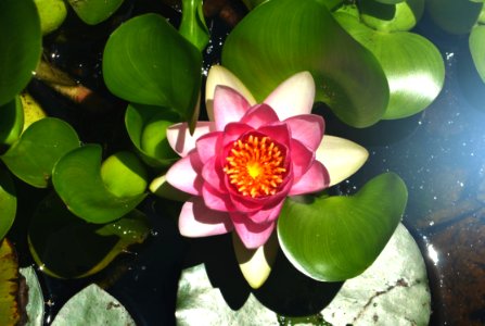 Pond Lily photo