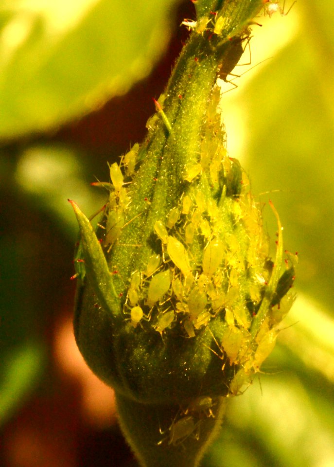 Aphids-04