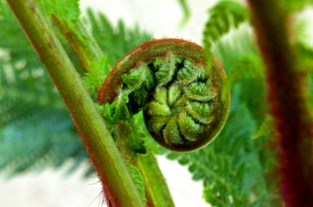 Tasmanian Tree Fern photo