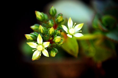 Tiny Flowers photo